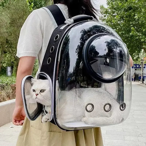 Cat inside transparent carrier backpack | PatLab